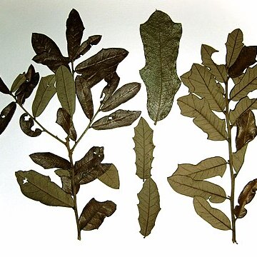 Quercus minima unspecified picture