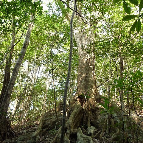 Quercus miyagii unspecified picture