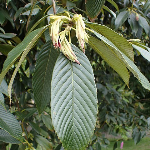 Quercus rex unspecified picture