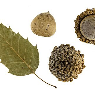 Quercus skinneri unspecified picture