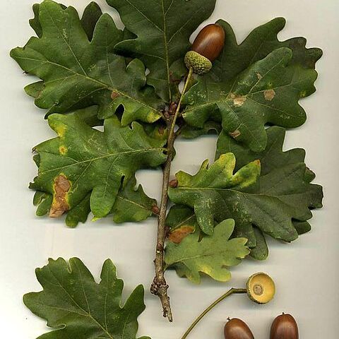 Quercus unspecified picture