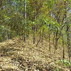 Quercus glaucoides unspecified picture