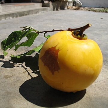 Diospyros decandra unspecified picture