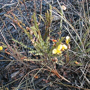 Bossiaea buxifolia unspecified picture