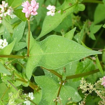 Polygonum thunbergii unspecified picture