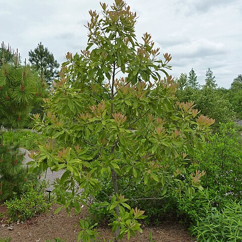 Persea unspecified picture