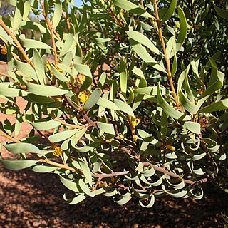 Persoonia coriacea unspecified picture