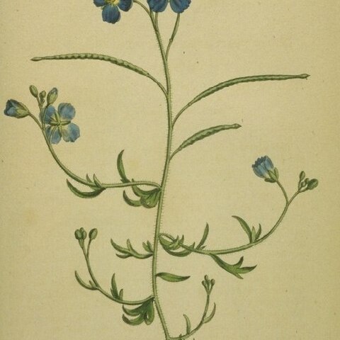 Heliophila unspecified picture