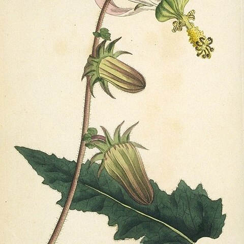 Michauxia l'hér. unspecified picture