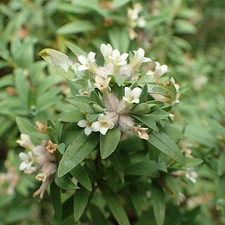 Pimelea tomentosa unspecified picture