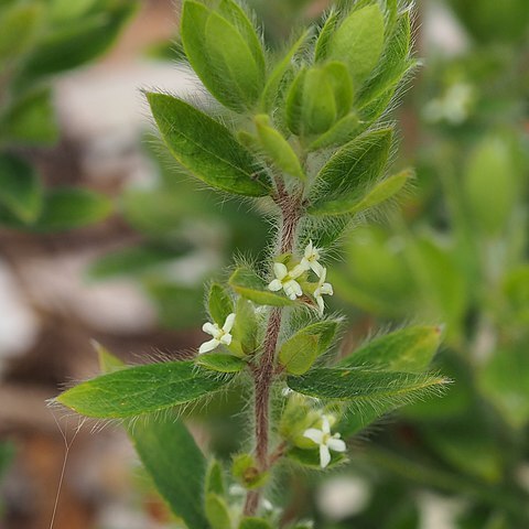 Pimelea venosa unspecified picture