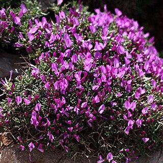 Onobrychis cornuta unspecified picture