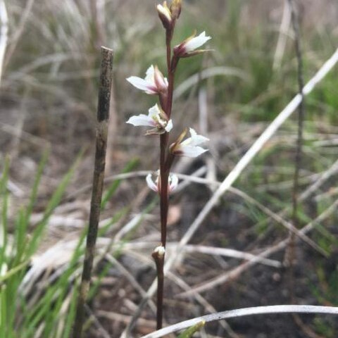 Prasophyllum hians unspecified picture