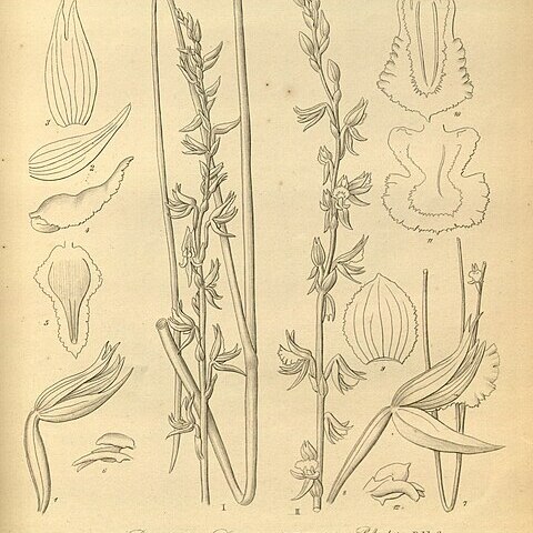 Prasophyllum fimbria unspecified picture