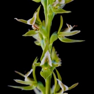 Prasophyllum montanum unspecified picture