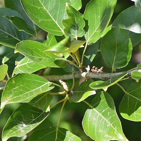 Populus laurifolia unspecified picture