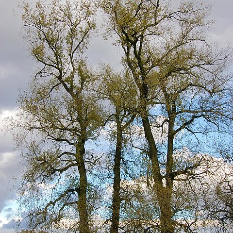 Populus unspecified picture