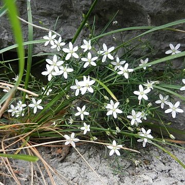 Moehringia villosa unspecified picture