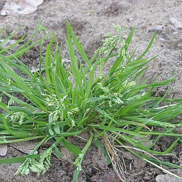Poa unspecified picture