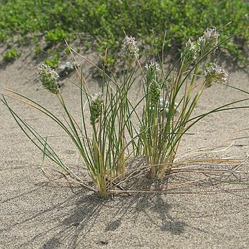Poa douglasii unspecified picture