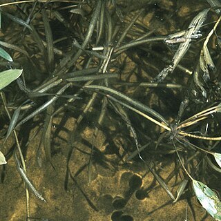 Potamogeton epihydrus unspecified picture