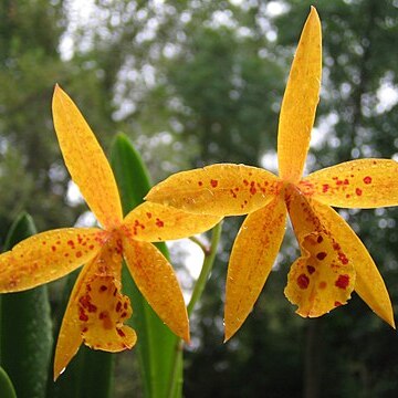 x Potinara unspecified picture