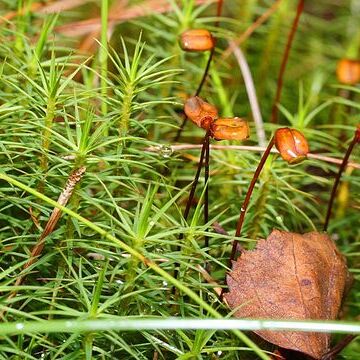 Polytrichum commune unspecified picture