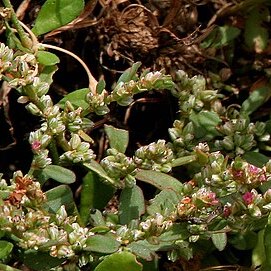 Polygonum plebeium unspecified picture