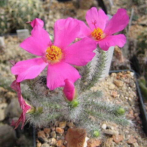 Portulaca eruca unspecified picture