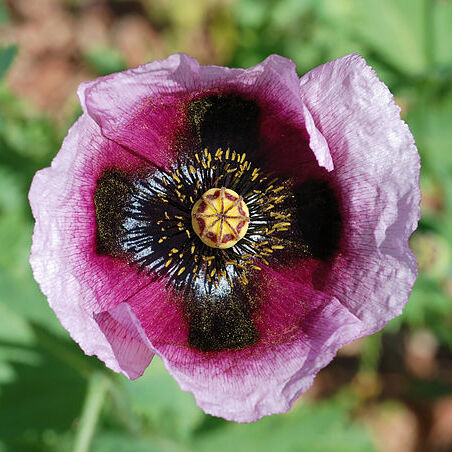 Papaver unspecified picture