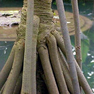 Pandanaceae unspecified picture