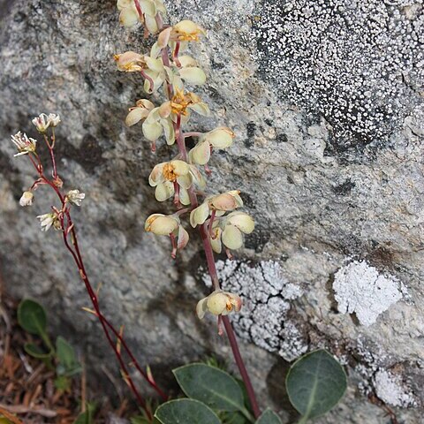 Pyrola picta unspecified picture