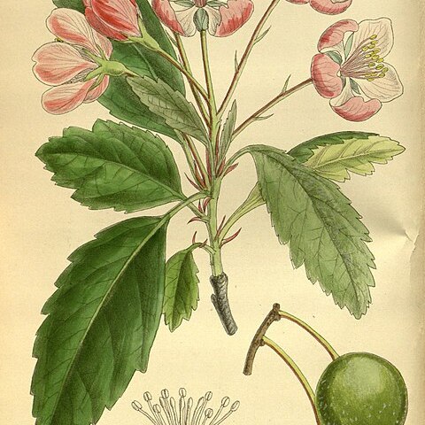 Malus ioensis unspecified picture