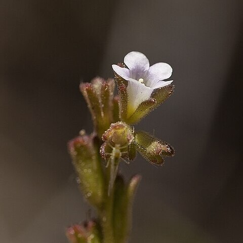Phacelia lemmonii unspecified picture