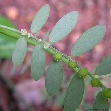 Phyllanthus fraternus unspecified picture