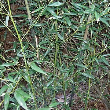 Phyllostachys bissetii unspecified picture