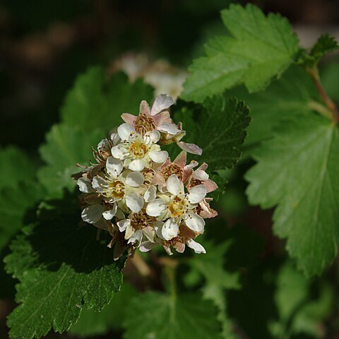 Physocarpus monogynus unspecified picture