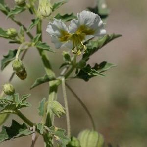 Physalis acutifolia unspecified picture