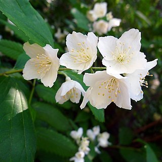 Philadelphus tenuifolius unspecified picture