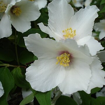 Philadelphus unspecified picture