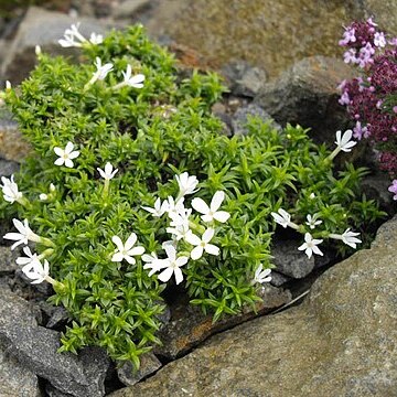 Phlox austromontana unspecified picture
