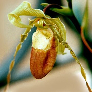 Phragmipedium hirtzii unspecified picture