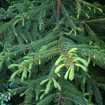 Picea koraiensis unspecified picture