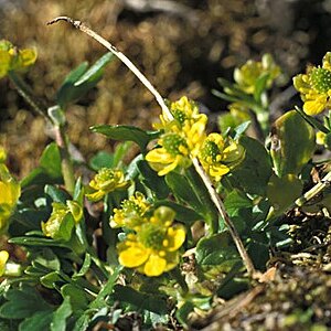 Ranunculus pygmaeus unspecified picture