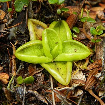 Pinguicula antarctica unspecified picture