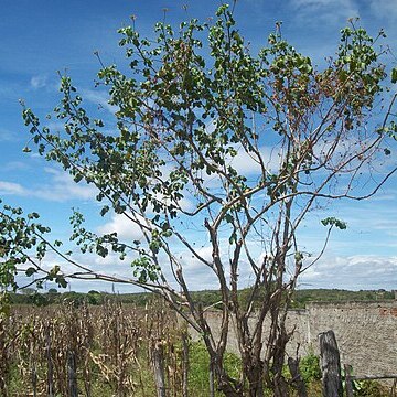 Jatropha mollissima unspecified picture