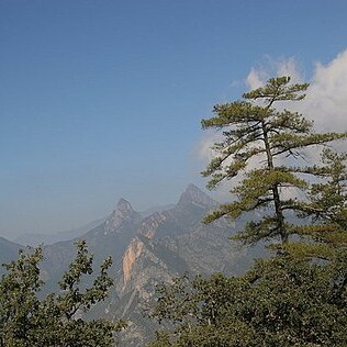 Pinus teocote unspecified picture