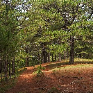 Pinus kesiya unspecified picture