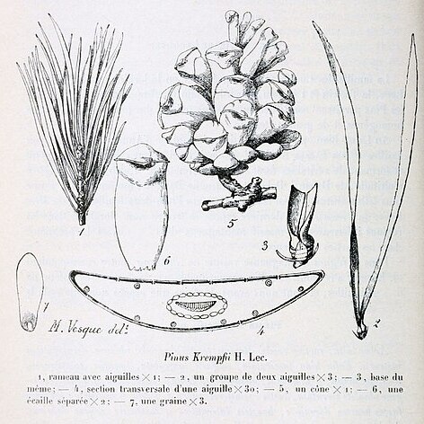 Pinus krempfii unspecified picture