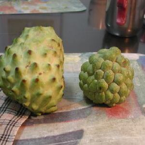 Annona coriacea unspecified picture